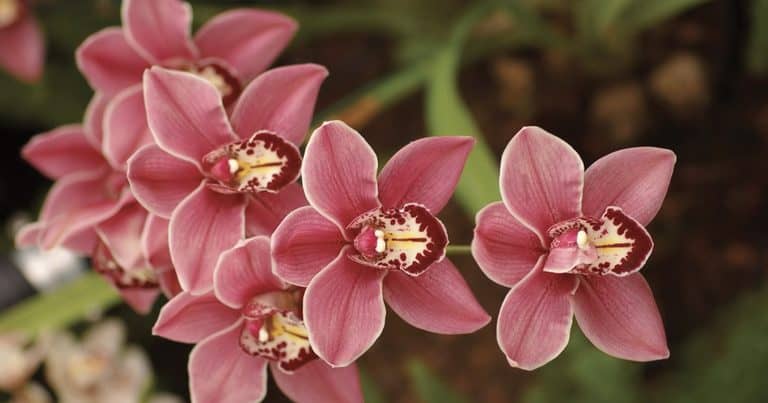 Orchid Care Tips Shared at Galston Garden Meeting