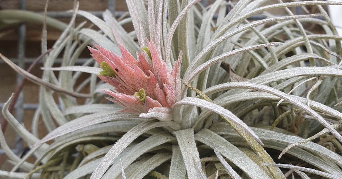 Bromeliad Society Spring Show Comes to Federation Pavilion