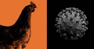 Bird Flu Alert Raises Concerns in NSW