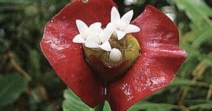 Hot Lips Plant Fascinates Galston Garden Club Members