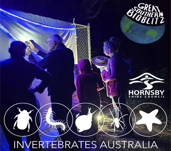 Great Southern Bioblitz Moths & More Night