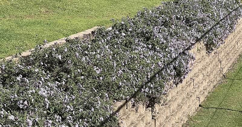 Living Soil Topic for Galston Garden Club Meeting
