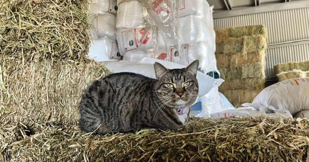 New Staff Member with Nine Lives