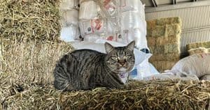 Stockman Rural Supplies